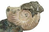 Iridescent, Pyritized Ammonite (Quenstedticeras) Fossil Display #344273-1